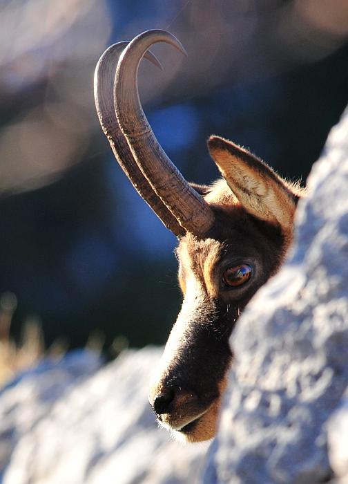 Camoscio d''Abruzzo Rupicapra pyrenaica ornata